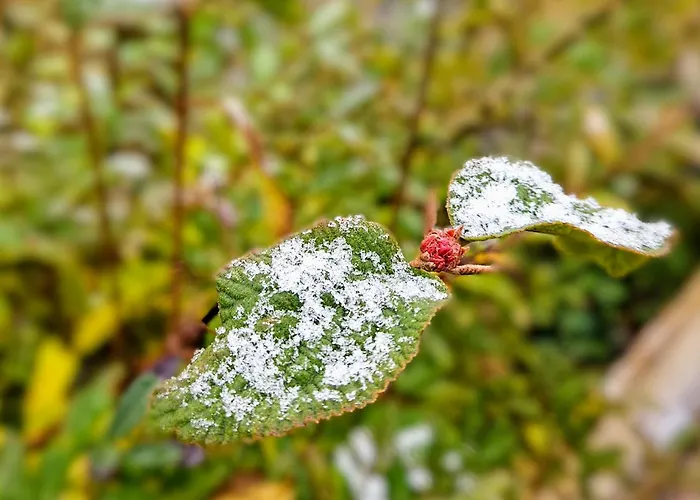 Marthas Stuebchen Apartment *